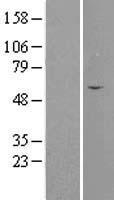SEPTIN4 Human Over-expression Lysate