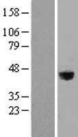 LRG1 Human Over-expression Lysate