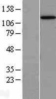 STK11IP Human Over-expression Lysate