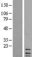 MRPL14 Human Over-expression Lysate