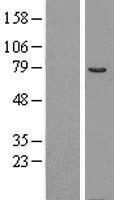 CERT1 Human Over-expression Lysate