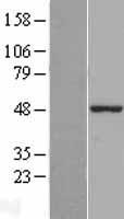 Z DNA binding protein (ZBP1) Human Over-expression Lysate