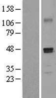 SCDGFB (PDGFD) Human Over-expression Lysate