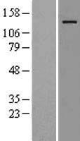 USP36 Human Over-expression Lysate