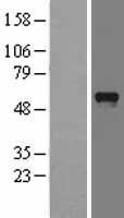 PDZD3 Human Over-expression Lysate