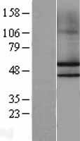 NKAP Human Over-expression Lysate