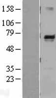Melanophilin (MLPH) Human Over-expression Lysate