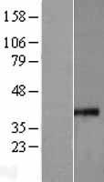 MRPS35 Human Over-expression Lysate