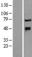 KTEL1 (POGLUT1) Human Over-expression Lysate