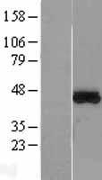 MTRF1L Human Over-expression Lysate