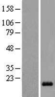 LIM domain only 3 (LMO3) Human Over-expression Lysate