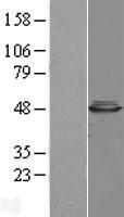 CBWD1 Human Over-expression Lysate