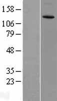 CACNA2D3 Human Over-expression Lysate