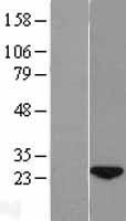 NTAQ1 Human Over-expression Lysate