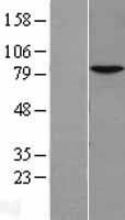 NKRF Human Over-expression Lysate