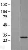 Plunc (BPIFA1) Human Over-expression Lysate