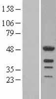 LEF1 Human Over-expression Lysate