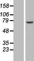 PPP1R16B Human Over-expression Lysate