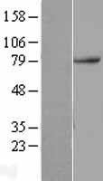TAB2 Human Over-expression Lysate