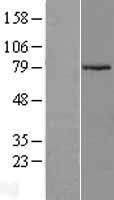 ARMCX2 Human Over-expression Lysate
