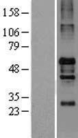 CAPON (NOS1AP) Human Over-expression Lysate