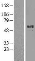 TINAG Human Over-expression Lysate