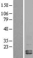 ROC2 (RNF7) Human Over-expression Lysate