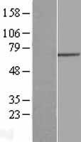 GNPAT Human Over-expression Lysate