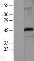 FOXP3 Human Over-expression Lysate