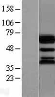 Ubiquilin (UBQLN1) Human Over-expression Lysate