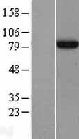 APPL (APPL1) Human Over-expression Lysate