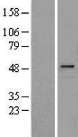 HYAL1 Human Over-expression Lysate