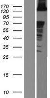 ABL2 Human Over-expression Lysate