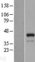 FSTL1 Human Over-expression Lysate