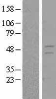 Retinoid X Receptor gamma (RXRG) Human Over-expression Lysate