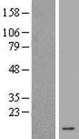 PKI alpha (PKIA) Human Over-expression Lysate