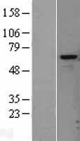 Heparanase 1 (HPSE) Human Over-expression Lysate