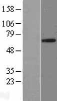 FRS2 Human Over-expression Lysate