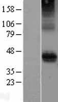 CD28 Human Over-expression Lysate