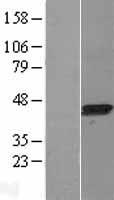 LANCL1 Human Over-expression Lysate