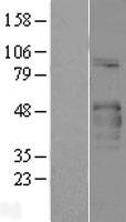 COLQ Human Over-expression Lysate