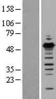 GABPB2 (GABPB1) Human Over-expression Lysate