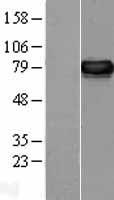 ERp72 (PDIA4) Human Over-expression Lysate