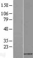 CXCL14 Human Over-expression Lysate