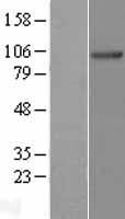 NDST3 Human Over-expression Lysate