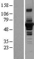 SEPTIN4 Human Over-expression Lysate