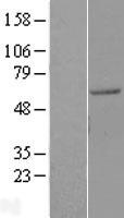 AGFG1 Human Over-expression Lysate