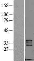 FGF5 Human Over-expression Lysate