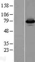 FACL4 (ACSL4) Human Over-expression Lysate