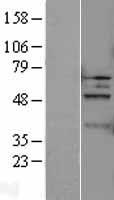 Caspase 5 (CASP5) Human Over-expression Lysate